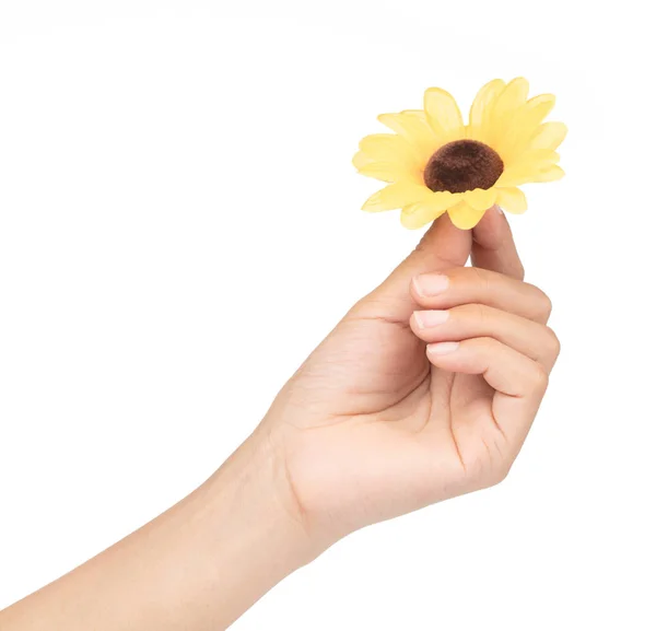 Mano tenendo girasole artificiale isolato su sfondo bianco. — Foto Stock