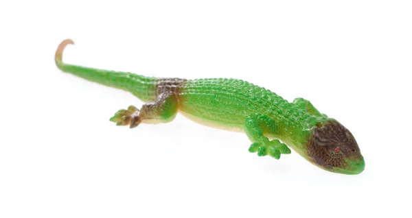 Lagarto aislado sobre un fondo blanco —  Fotos de Stock