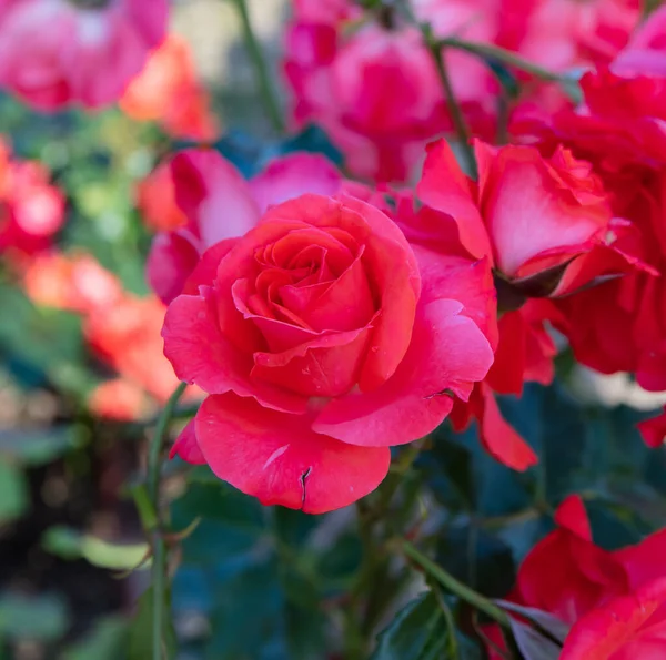 Vermelho Escarlate Christian Dior Rose Varietal — Fotografia de Stock