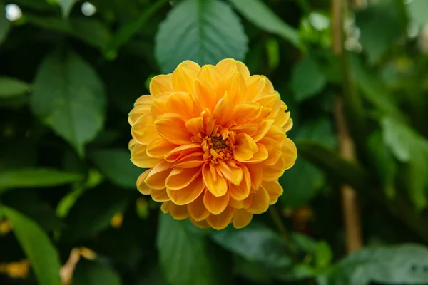 Close up de flor de Zinnia em Jardins — Fotografia de Stock