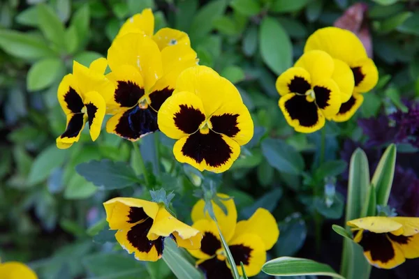 Beautiful of wild pansy or viola tricolor flowers in garden — 图库照片