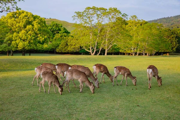 Many young deer in meadow of natural environment. — 图库照片