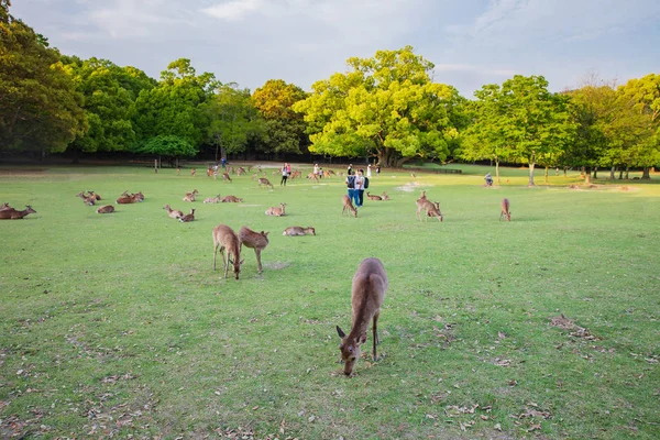 Many young deer in meadow of natural environment. — 图库照片