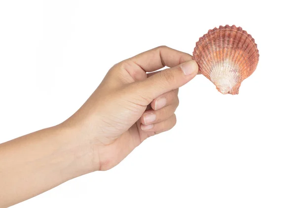 Mano sosteniendo concha marina aislada sobre fondo blanco —  Fotos de Stock
