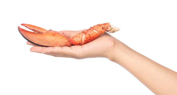 Hand holding nipper of shrimp Lobster isolated on white backgrou — Stock Photo, Image