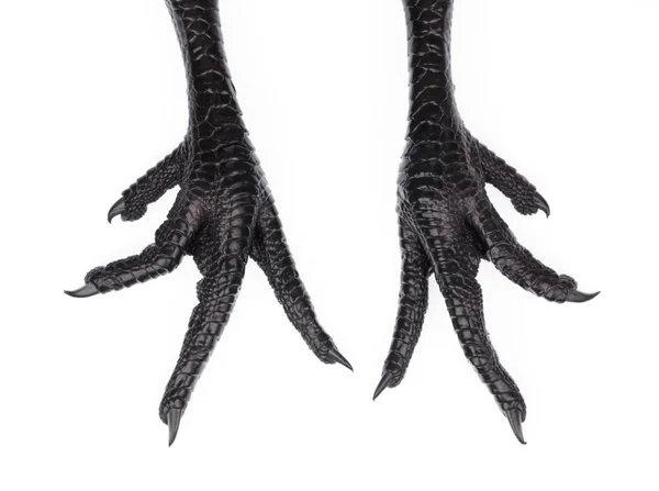 Black chicken feet isolated on white background — Stock Photo, Image