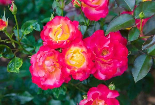 Maravilhoso rosa vermelha híbrida fresca com amarelo — Fotografia de Stock