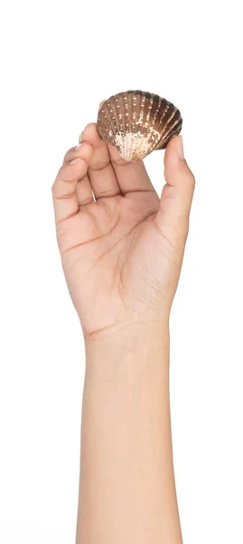 Hand holding Cockle shell isolated on white background — 图库照片