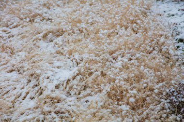 tall grass under snow in winter