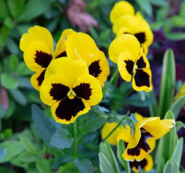Beautiful of wild pansy or viola tricolor flowers in garden