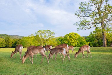 Many young deer in meadow of natural environment. 