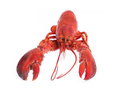 Cooked shrimp Lobster isolated on white background