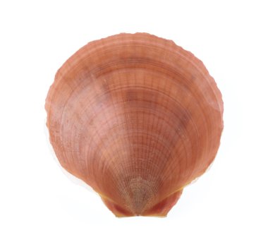 deniz tarağı kabuğu beyaz arkaplanda izole edildi.