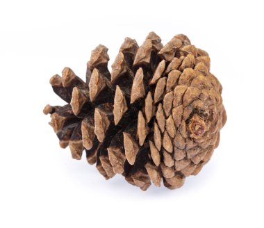 Beyaz arkaplanda çam kozalağı izole