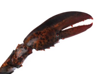 Beyaz arka plan üzerinde izole ıstakoz pençe 