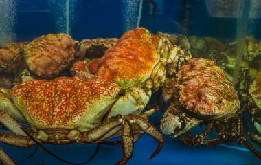 close up of Alaskan king crab