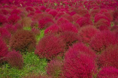 Kızıl Kochia ve Kozmos çalılarının güzelliği