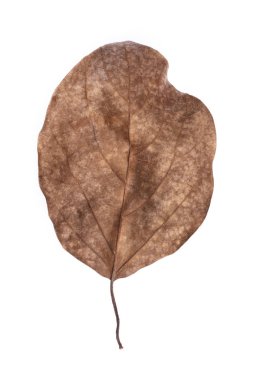 Solmuş kuru yaprak beyaz arkaplanda izole edilmiş 