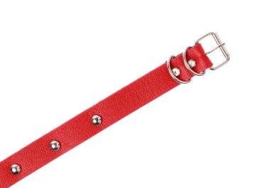 Beyaz bir arka plan üzerinde izole köpek yaka