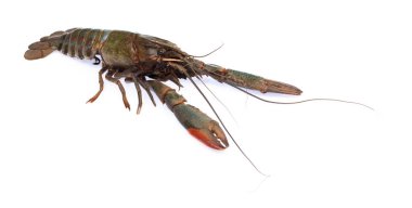 Kırmızı pençeli kerevit ya da kıtır kıtır su ıstakozu.