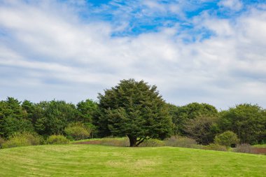 yeşil çim alan ve ağaç ile kamu parkı