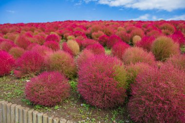 Kochia and cosmos bush with hill landscape Mountain