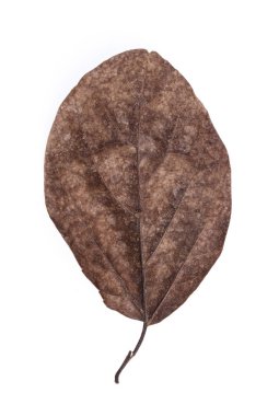 Solmuş kuru yaprak beyaz arkaplanda izole edilmiş 