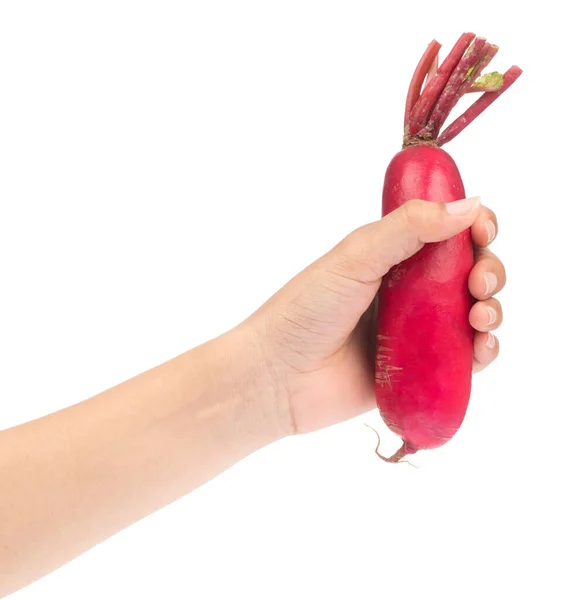 Hand holding fresh of red radish isolated on white background — 스톡 사진
