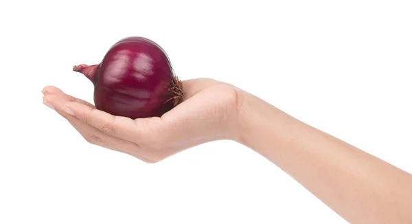 Ręka trzyma cebuli fioletowy na białym tle — Zdjęcie stockowe
