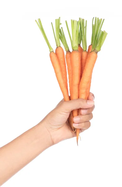 Hand holding fresh baby carrot isolated on white background. — Stock Photo, Image