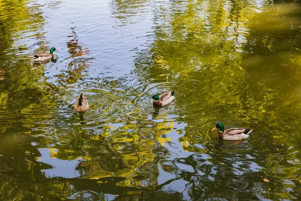 Mallard Eenden of Anas platyrhynchos zwemmen op een vijver met gree — Stockfoto