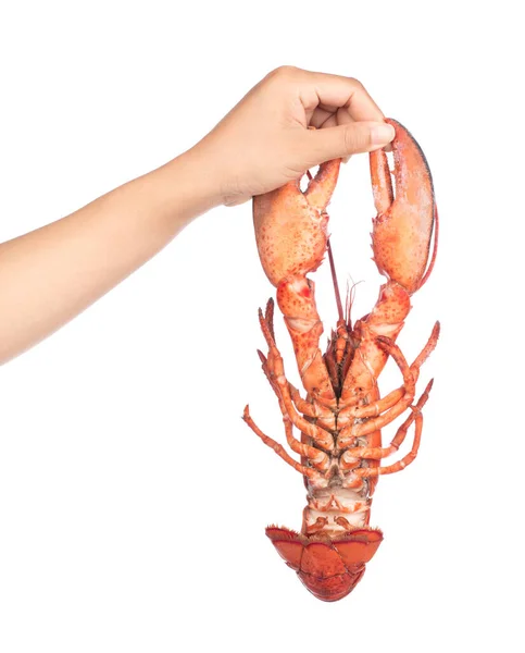 Tangan memegang Lobster diisolasi pada latar belakang putih — Stok Foto