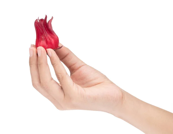 Hand hält Roselle Hibiscus sabdariffa rote Fruchtblume Isolat — Stockfoto