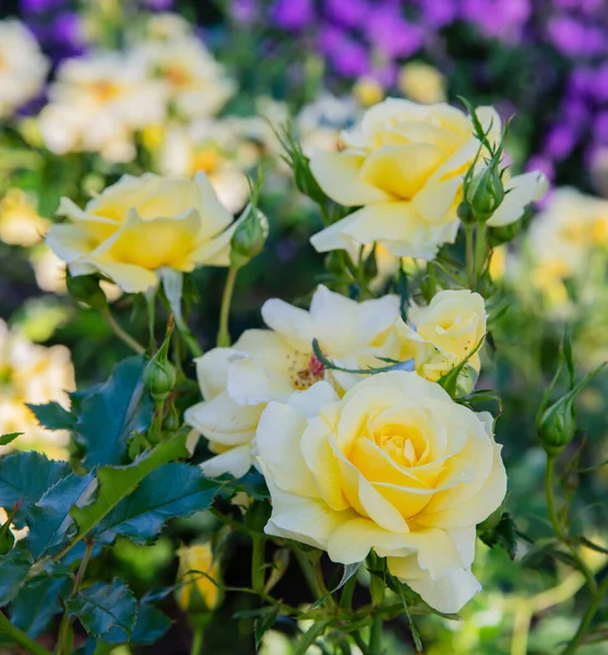 Yellow hybrid tea rose — Stock Photo, Image
