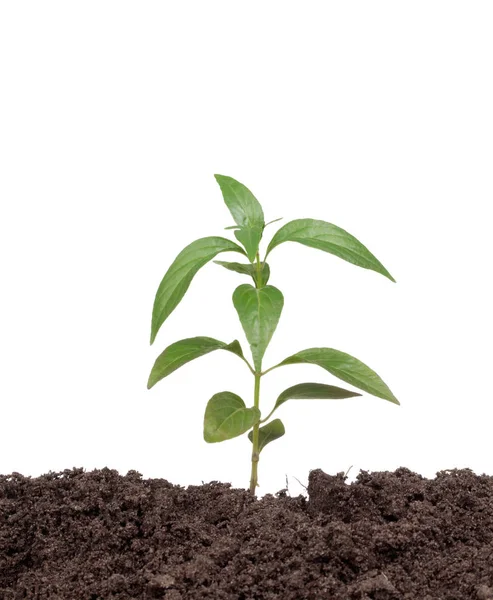 Vers van groene plant geïsoleerd op een witte achtergrond — Stockfoto