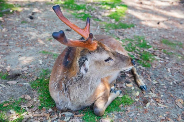 Deer in Nara Koen Park — 图库照片