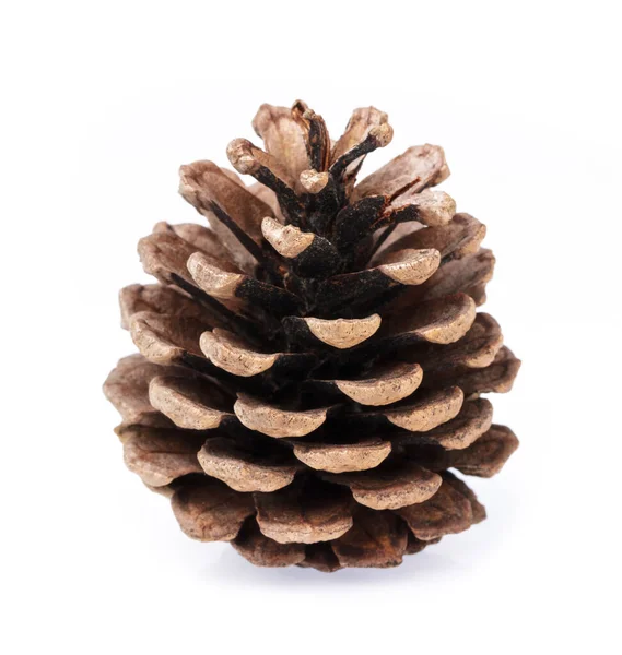 Pinecone aislado sobre fondo blanco — Foto de Stock