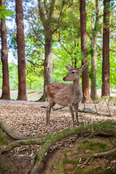 A deer in a forest — 图库照片