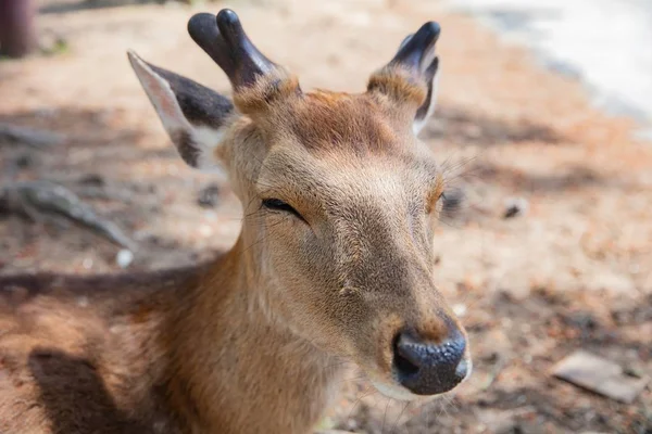 Deer in Nara Koen Park — 图库照片