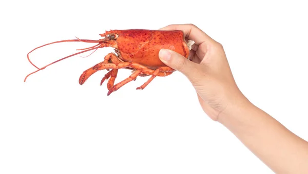 Hand holding head of Shrimp Lobster isolated on white background — Stock Photo, Image