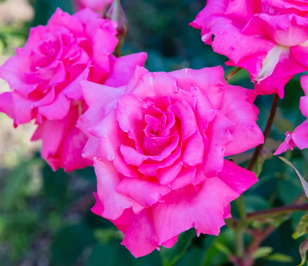 Rosa Floração Arbusto Rosa (Rosa Bonica Meidomonac ) — Fotografia de Stock