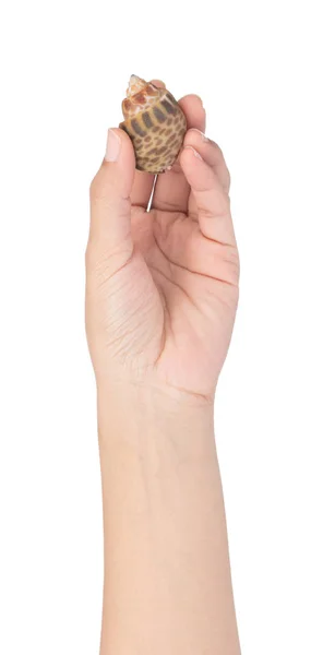 Hand holding spotted babylon isolated on white background — Stockfoto