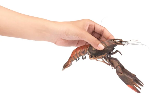 Hand holding ripe a red claw crayfish isolated on a white backgr — Stok fotoğraf