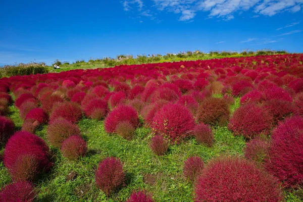 Stock image Kochia and cosmos bush with hill landscape Mountain