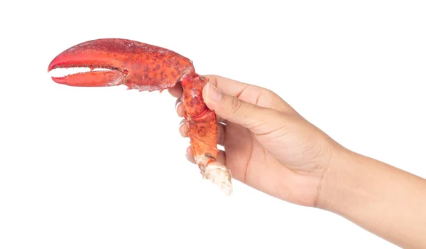 Ruční držení nipper krevety humra izolované na bílém pozadí — Stock fotografie