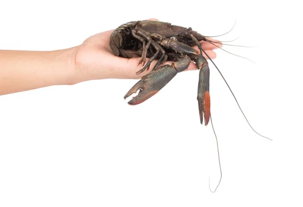 Tangan memegang udang cakar merah atau fash air lobster hidup set o — Stok Foto