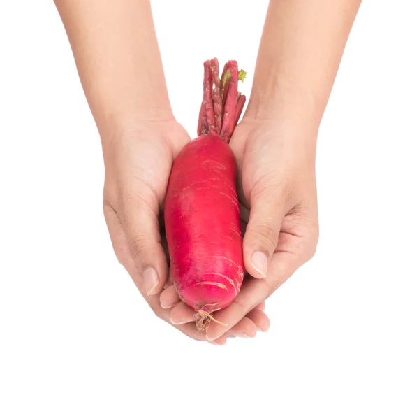 Hand holding fresh of red radish isolated on white background — 스톡 사진