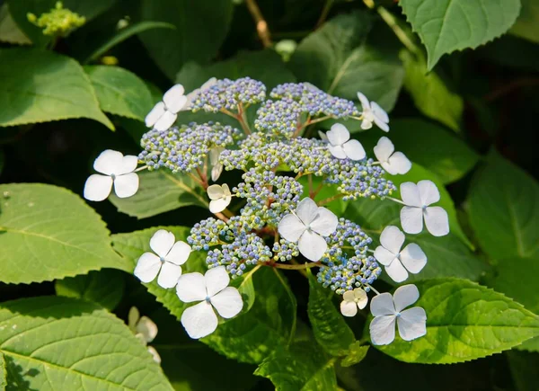 White flowers of Chloranthus serratus — Stock Photo, Image