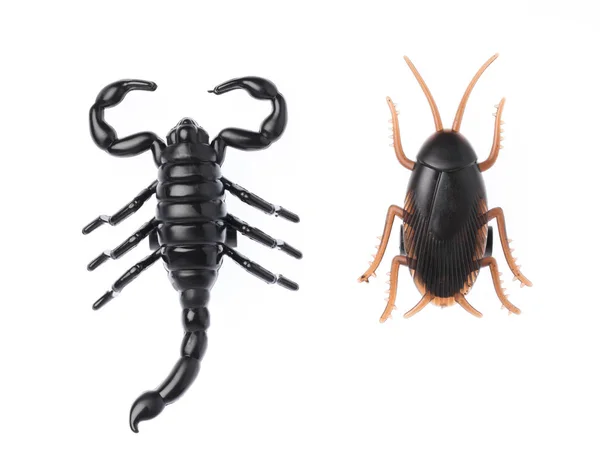 El escorpión negro con cucarachas aisladas sobre fondo blanco — Foto de Stock