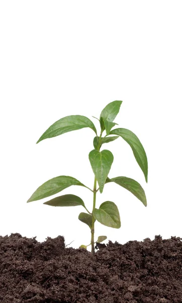 Vers van groene plant geïsoleerd op een witte achtergrond — Stockfoto